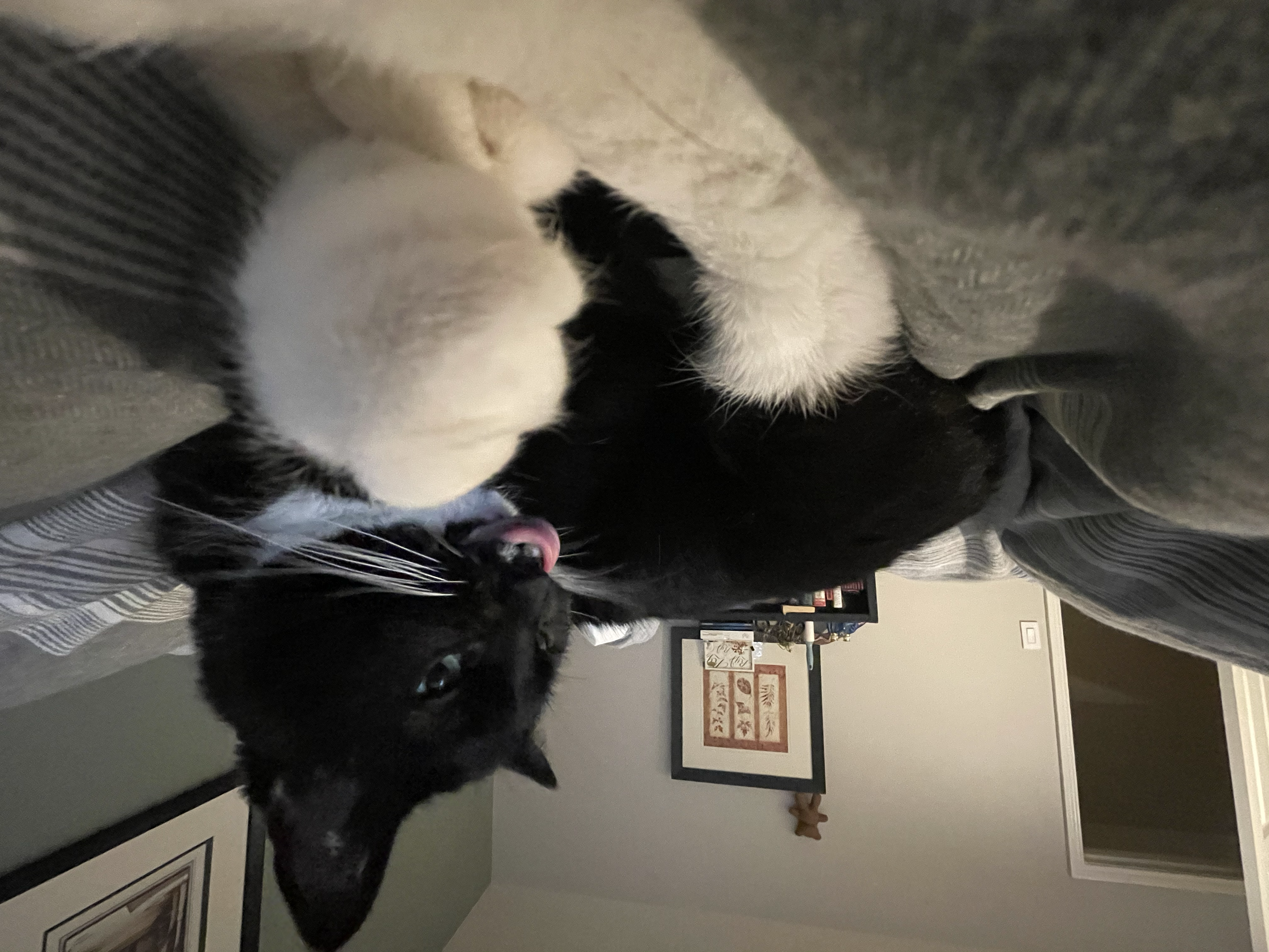 Alexander Olivier with his black-and-white cat near a staircase.