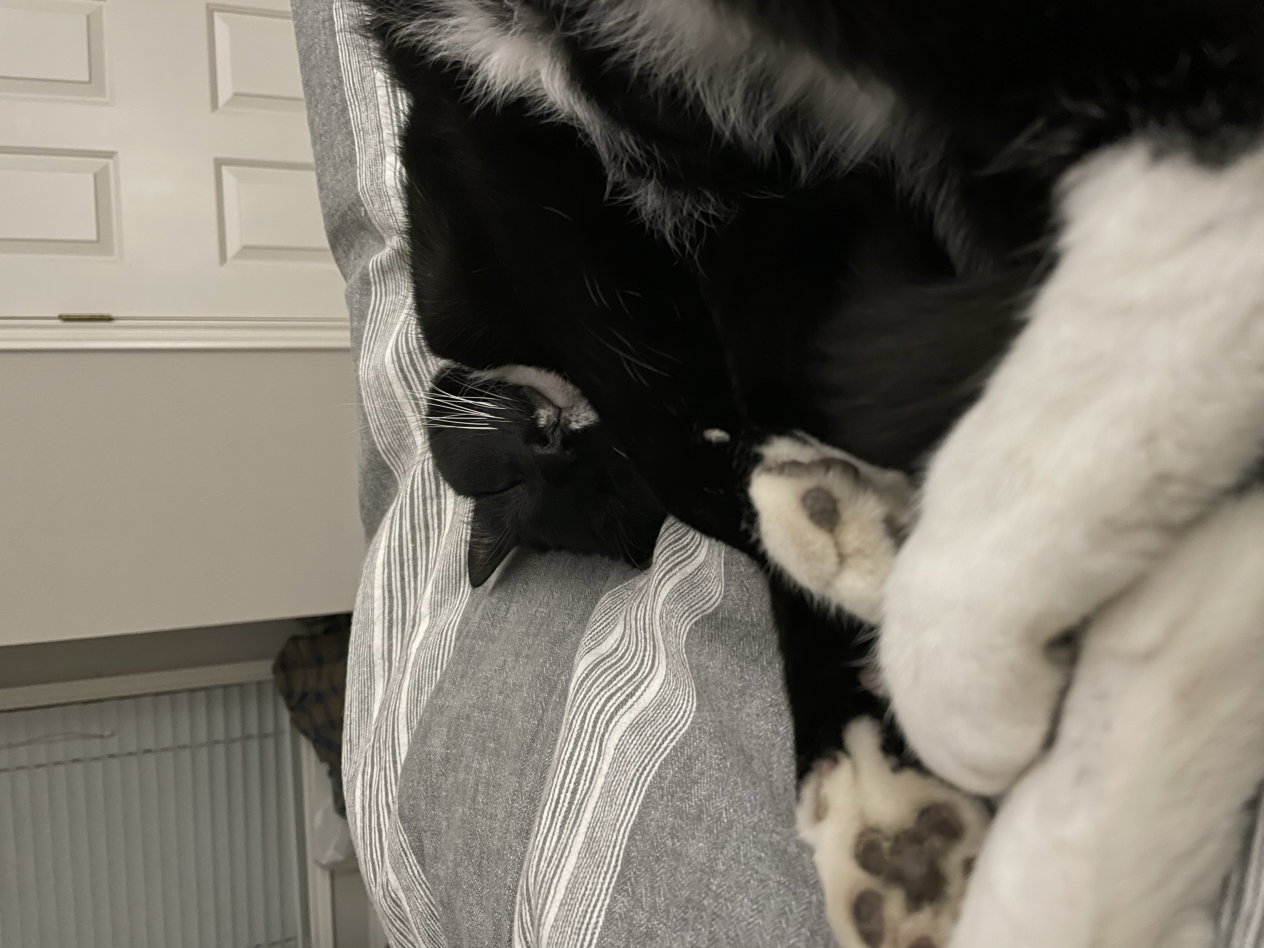 Black-and-white cat sitting beside Alexander Olivier indoors.